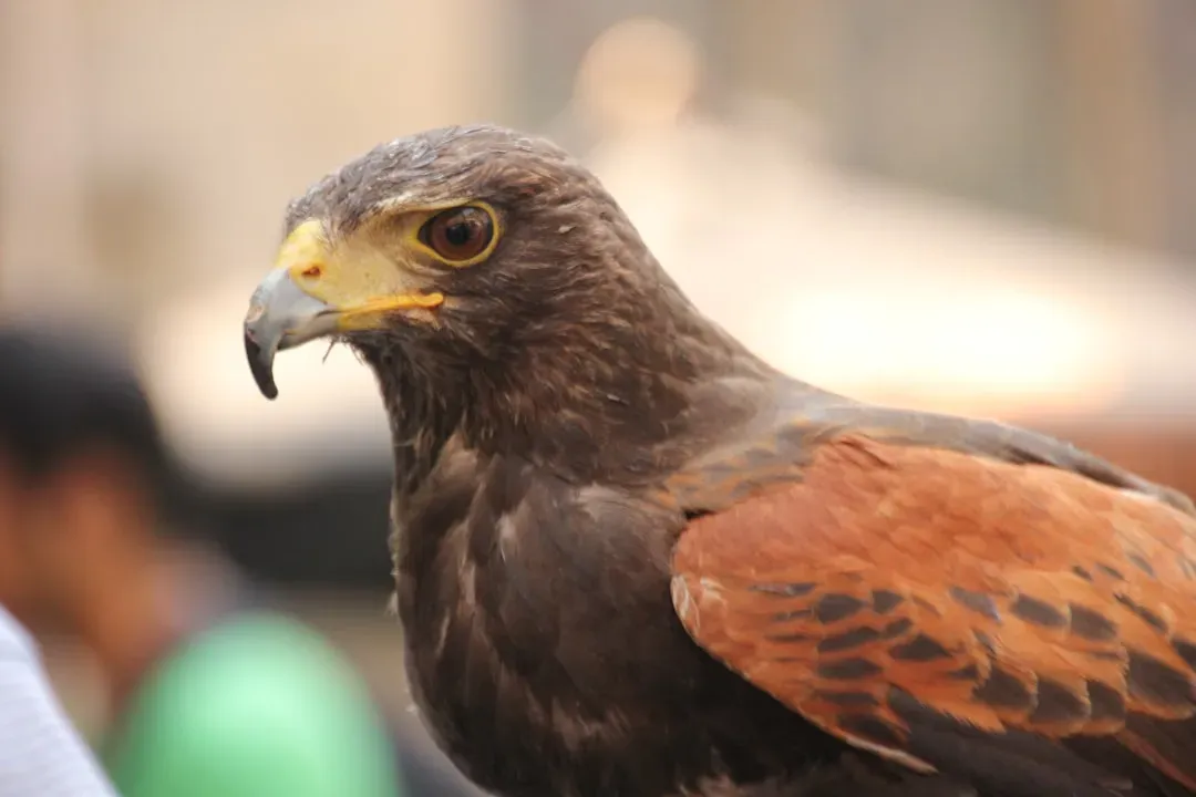 9. The Red-Tailed Hawk: Hunting Above the Traffic (Image Credits: Unsplash)