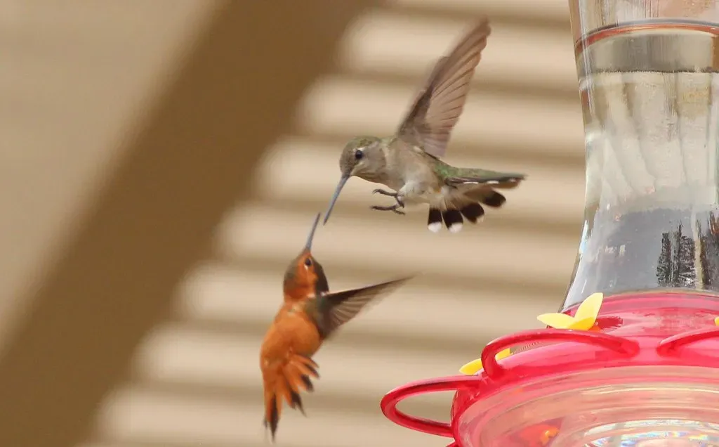 #13: Males Stab Each Other in the Throat During Mating Competition (gary_leavens, Flickr, CC BY-SA 2.0)