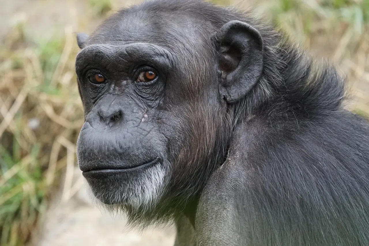 Chimpanzees: Wild Tool Users and Culture Carriers (Image Credits: Pixabay)