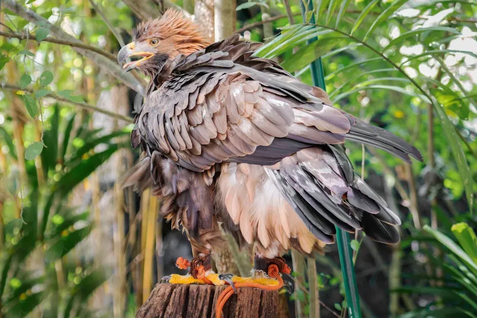 It Was Wrongly Named the "Monkey-Eating Eagle" for Decades (Image Credits: Pexels)