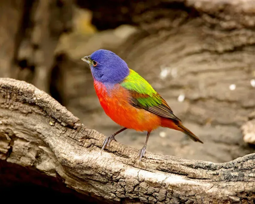 1. Painted Bunting: The Living Rainbow (Image Credits: Pexels)