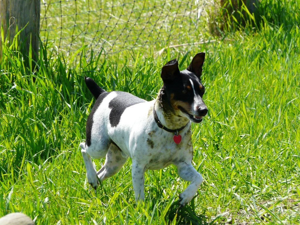 Small but Mighty: Terriers and Compact Heroes (Image Credits: Flickr)