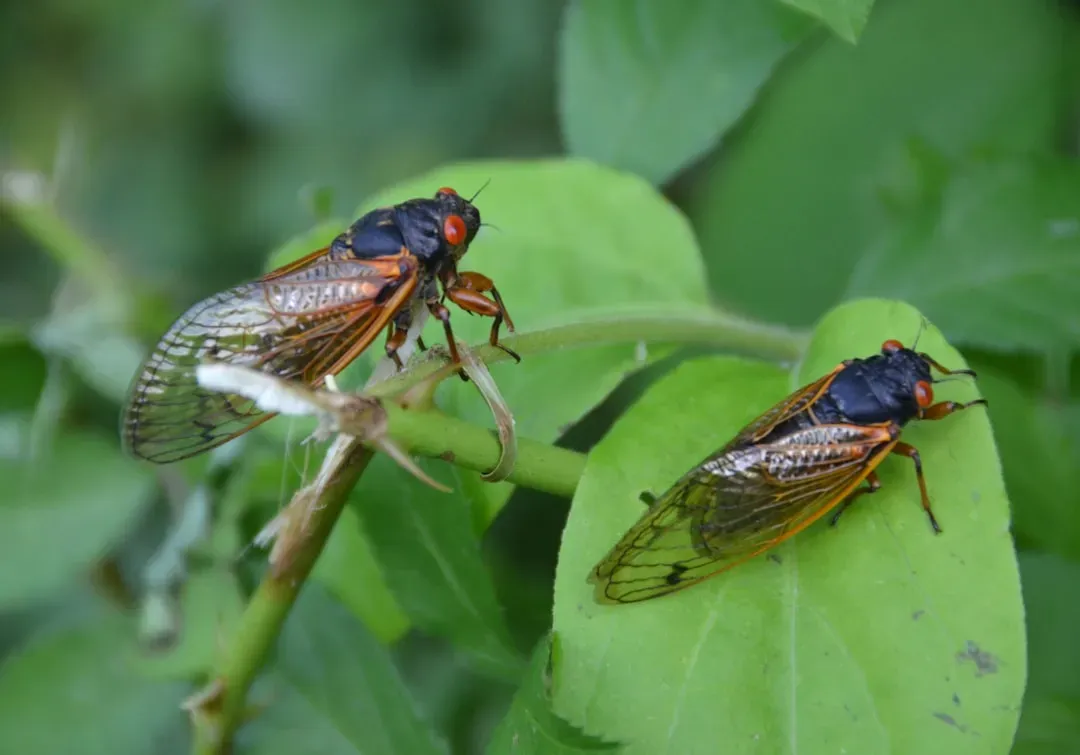 Skip the Pesticides and Let Nature Balance Itself (Image Credits: Unsplash)