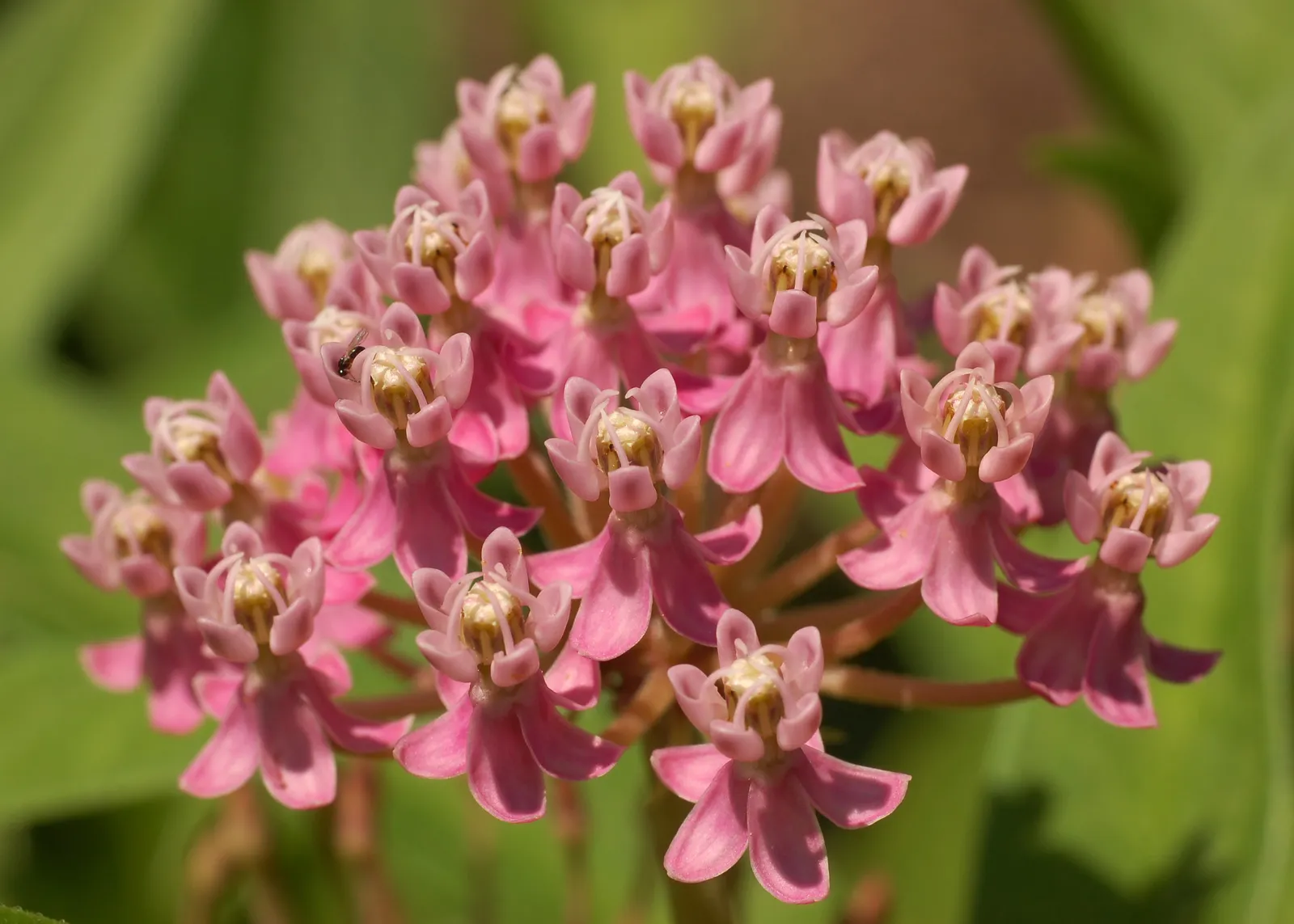 #9 - Milkweed Meadows That Feed Monarchs and Insect-Hunting Songbirds (By Photo by and (c)2007 Derek Ramsey (Ram-Man), GFDL 1.2)