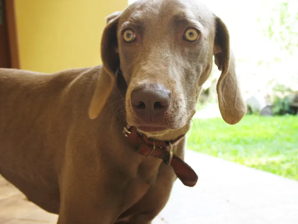 What This Means For Your Dog's Safety (Image Credits: Flickr)