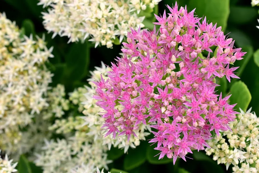 9. Milkweed: The One Plant Monarchs Cannot Live Without (Image Credits: Unsplash)