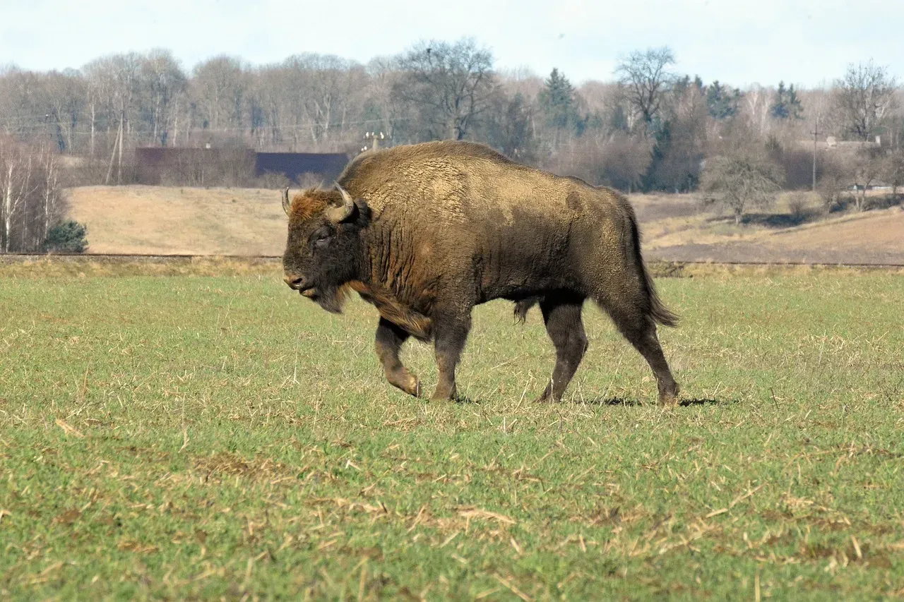 American Bison in Yellowstone and Beyond (Image Credits: Pixabay)