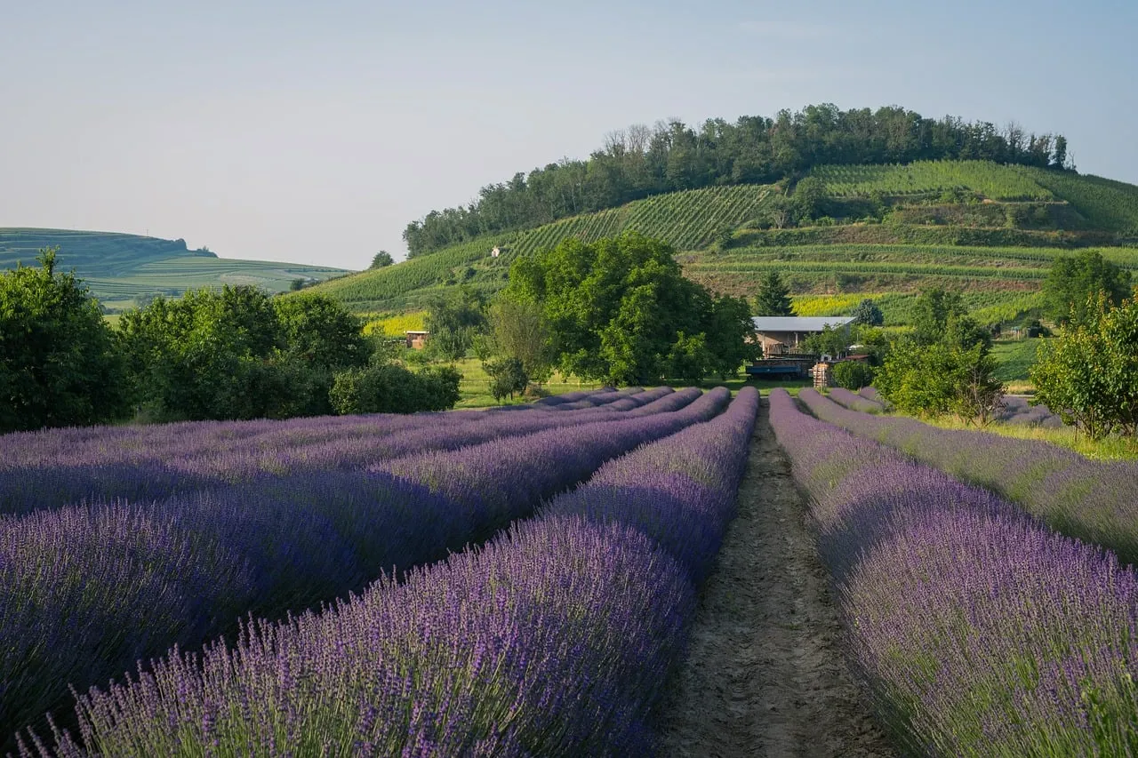 #11 - Lavender (Image Credits: Pixabay)