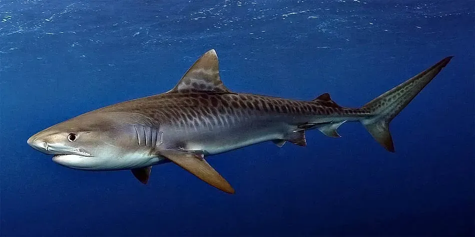 #8 Scorpio (October 23 – November 21): The Tiger Shark (Image Credits: Source:Animalfactguide.com)