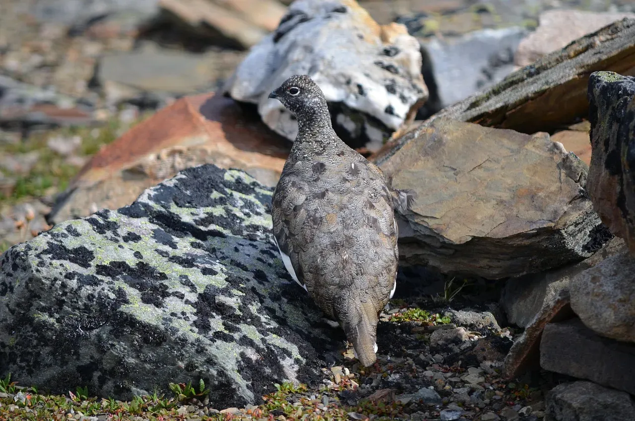 The Rock Ptarmigan, Flounder, and Seahorse: Three Surprising Contenders (Image Credits: Pixabay)