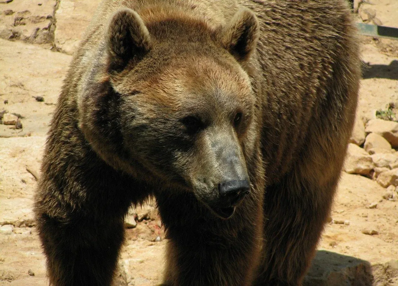 2. The Bear: Strength With a Plan (Image Credits: Pixabay)