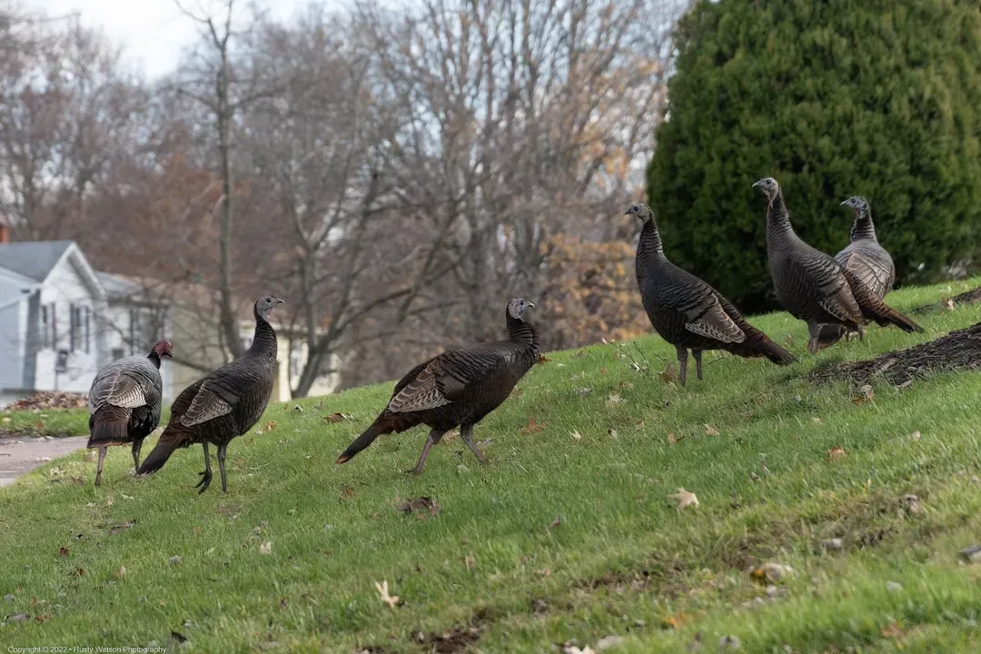 Missouri: Show-Me State Turkey Success (Image Credits: Unsplash)