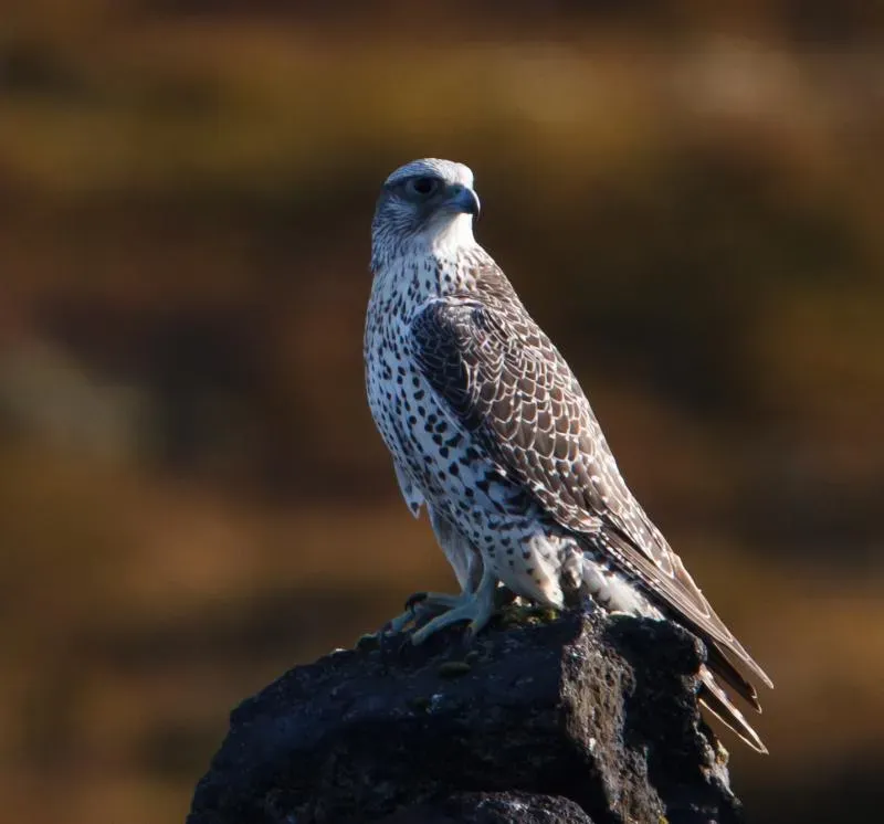 The Ghost's Many Faces: Color Morphs and Camouflage (Flickr: Gyr falcon - Falco rusticolus - F&aacute;lki, CC BY 2.0)