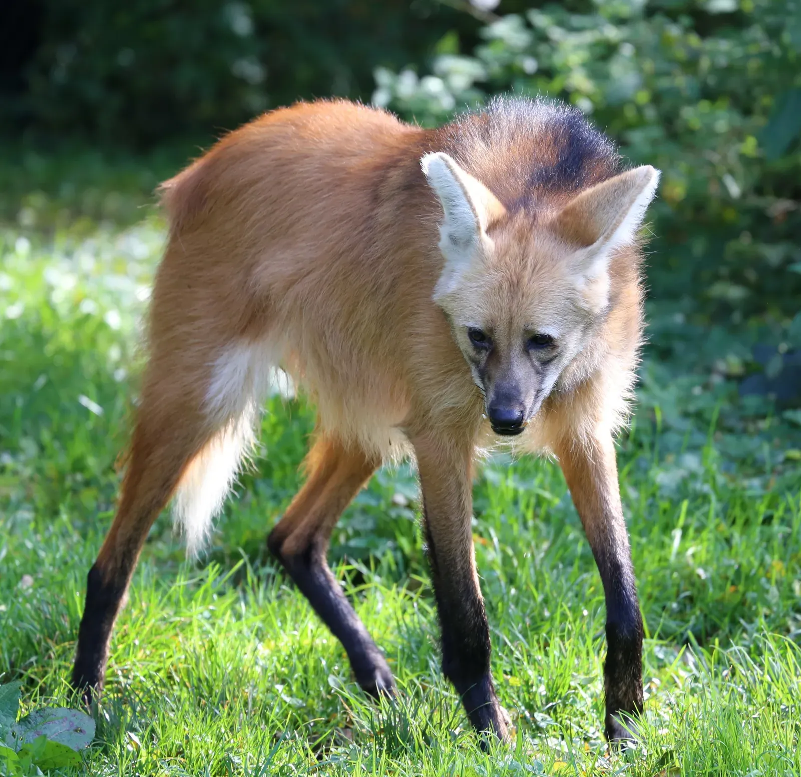 Leo: The Maned Wolf (Image Credits: Wikimedia)