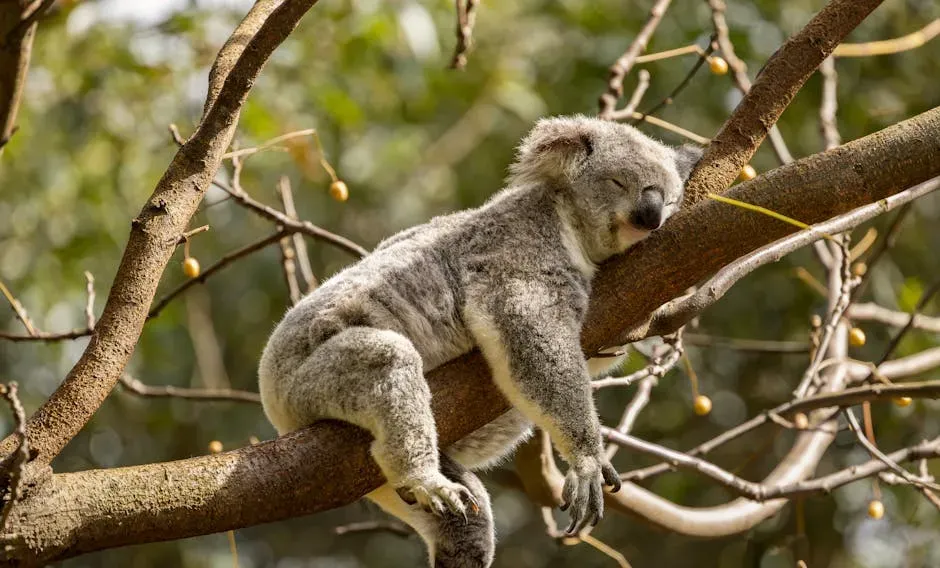 7. The Koala: Deceptively Drowsy, Deeply Specialized (Image Credits: Pexels)