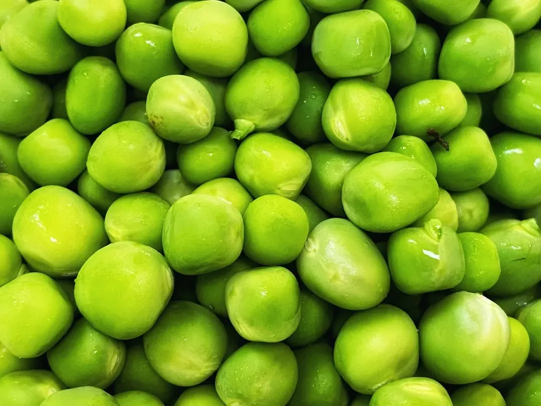 8. Green Beans: The Guilt-Free Snack for Chunkier Pups (Image Credits: Unsplash)