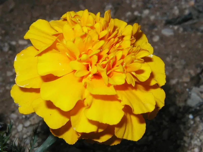 4. Marigolds: The Cheerful Garden Guardian (Barbicane, Flickr, CC BY-SA 2.0)