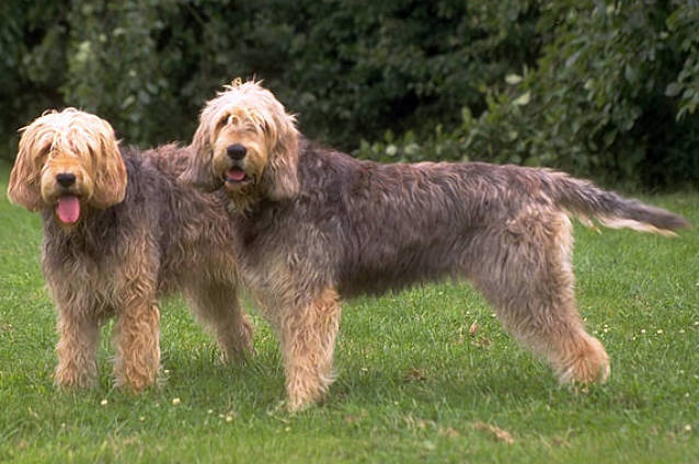 #9 Otterhound - The Shaggy Water Expert (Image Credits: Wikimedia)