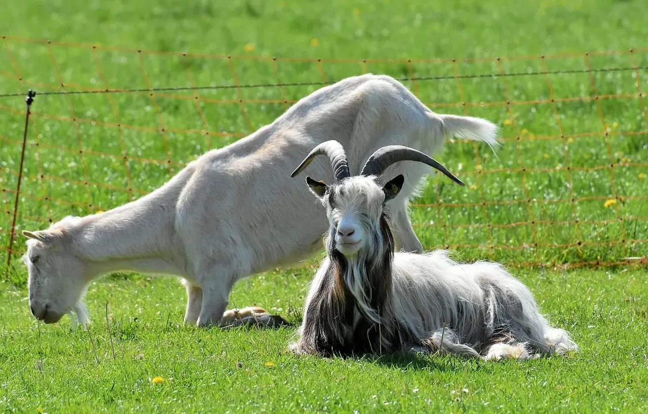 Farm Animals and the Long Road to Sanctuary (Image Credits: Pixabay)