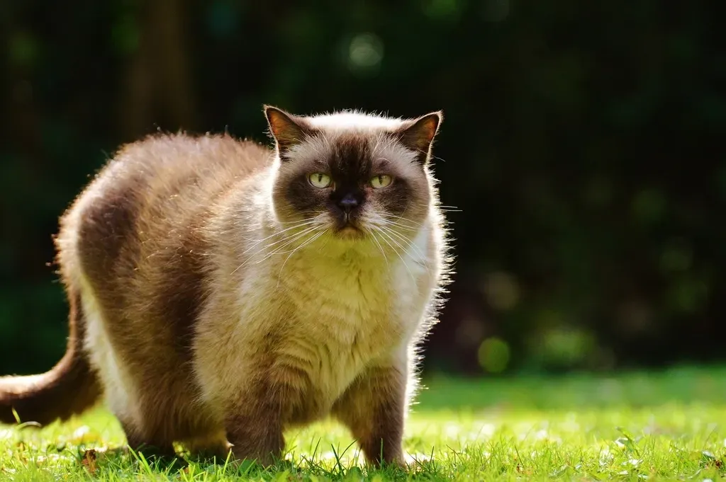 7. Birman Cat (Image Credits: Rawpixel)
