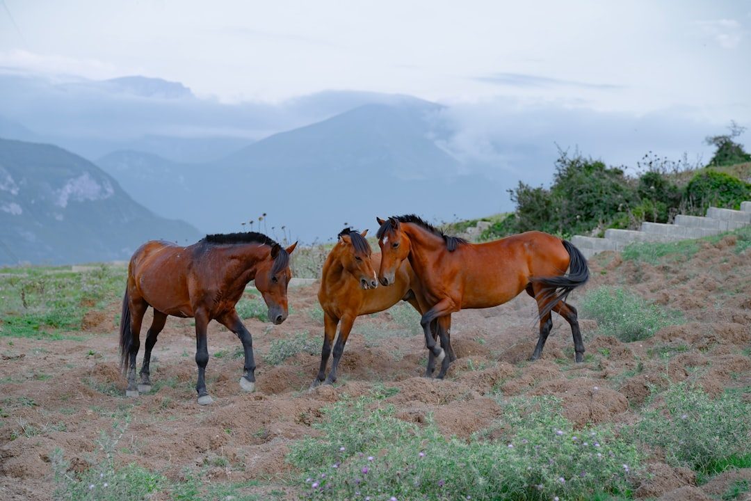 Montana: Preserving Spanish Colonial Bloodlines (Image Credits: Unsplash)