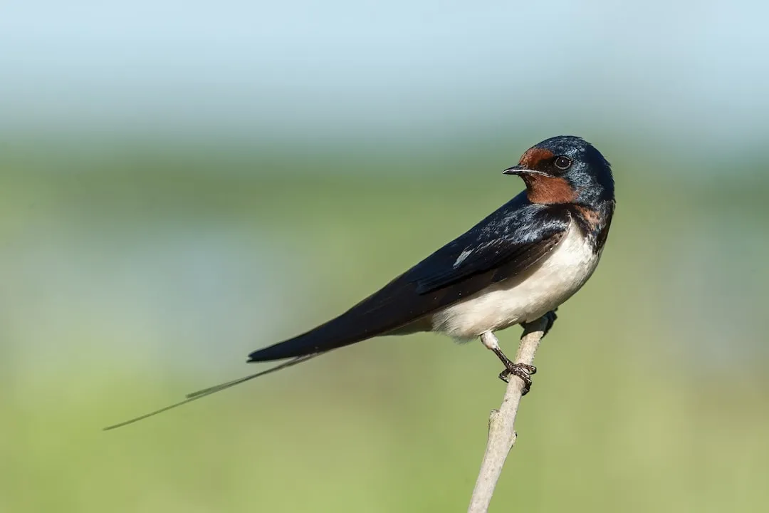 #1 - The Swallow Is Rewriting Its Own Calendar (Image Credits: Unsplash)