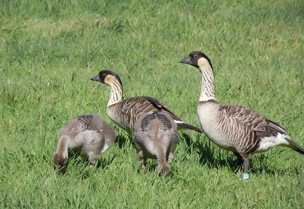 2. The Nēnē (Hawaii) - Back From the Brink of Extinction (Image Credits: Flickr)