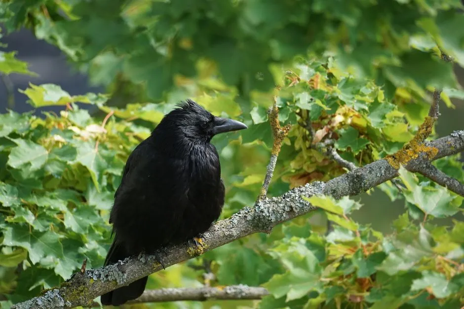‘Alalā: The Extinct-in-the-Wild Crow With a Cultural Soul (Image Credits: Pexels)