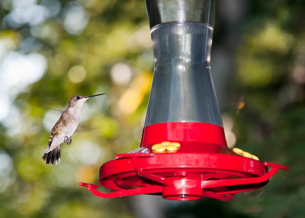 #12 - Keep Feeders in Shade to Slow Fermentation (Riebart, Flickr, CC BY 2.0)