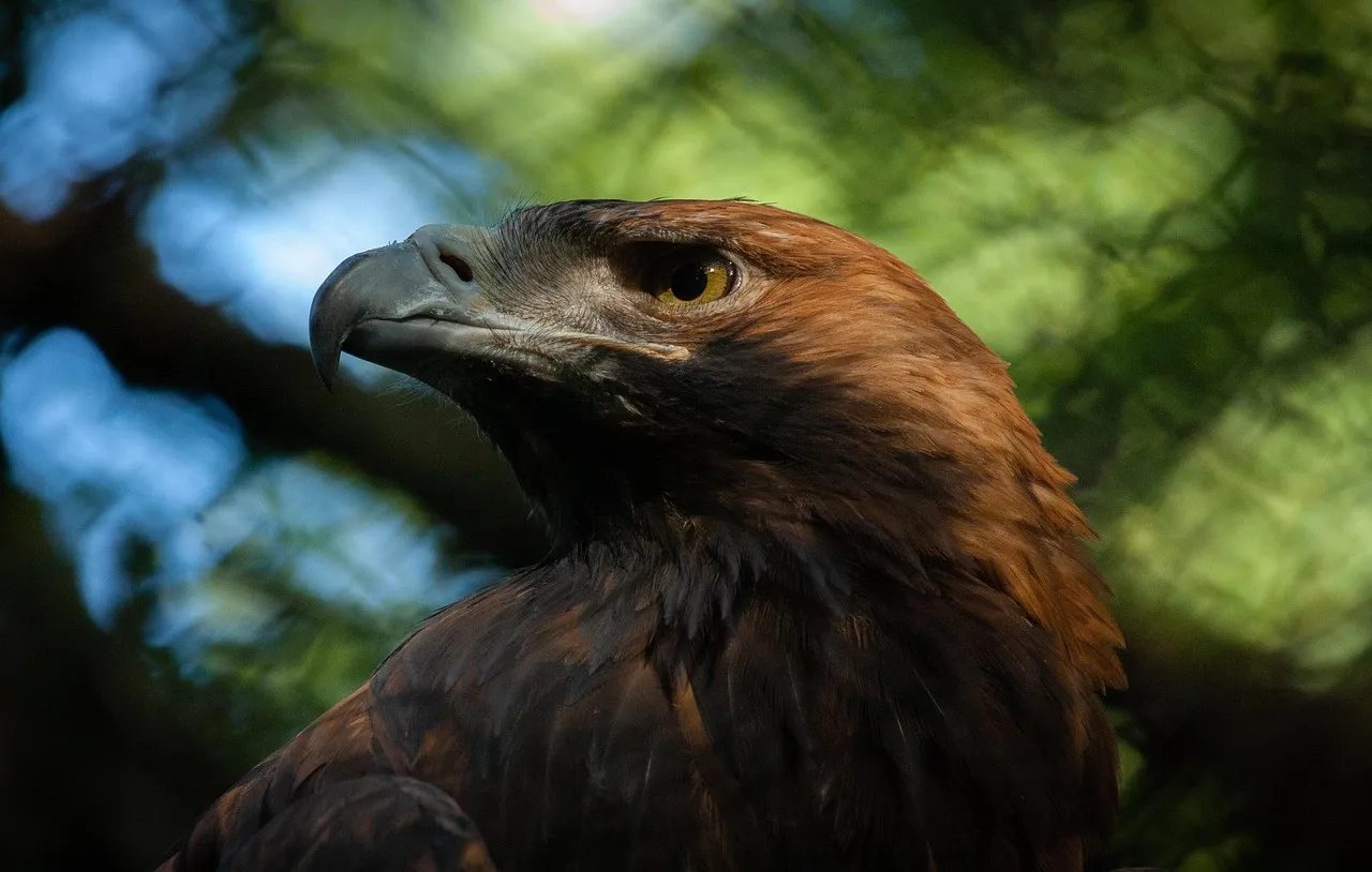 Scorpio &ndash; The Imperial Eagle: Intense, Mysterious, and Transformational (Image Credits: Pixabay)