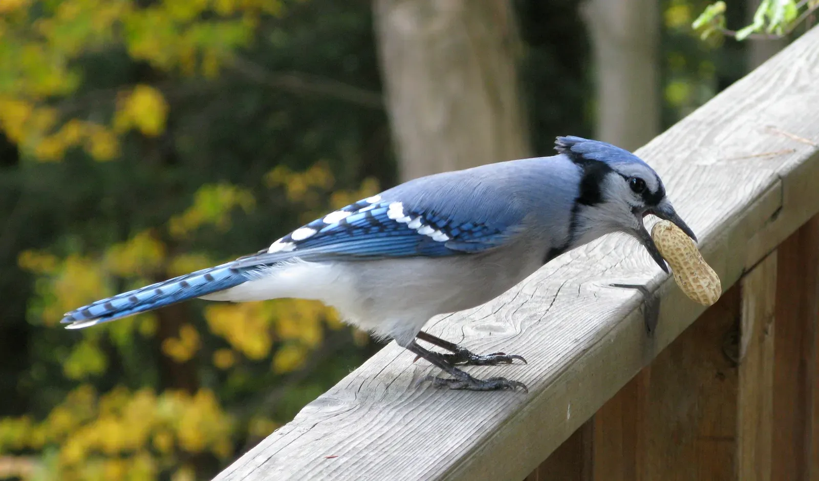 #4: It Might Be Defending Food, Not Just Territory (By User:Saforrest, CC BY-SA 3.0)