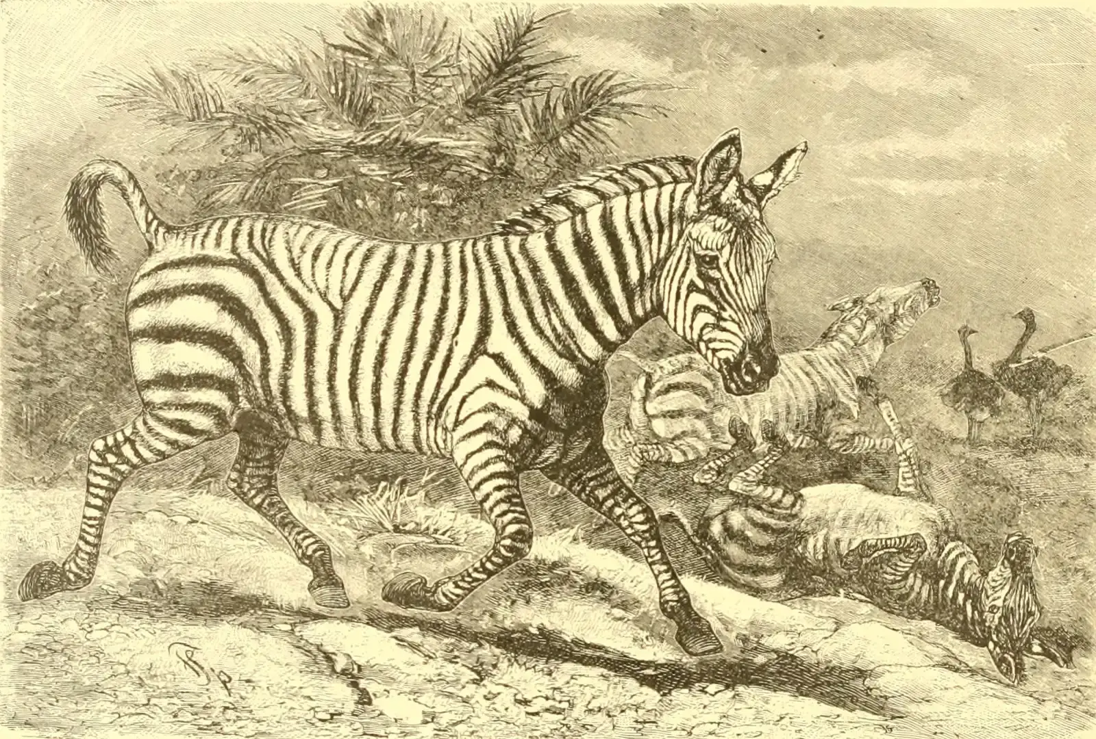 American Zebra: The Ancient Horse (Image Credits: Wikimedia)