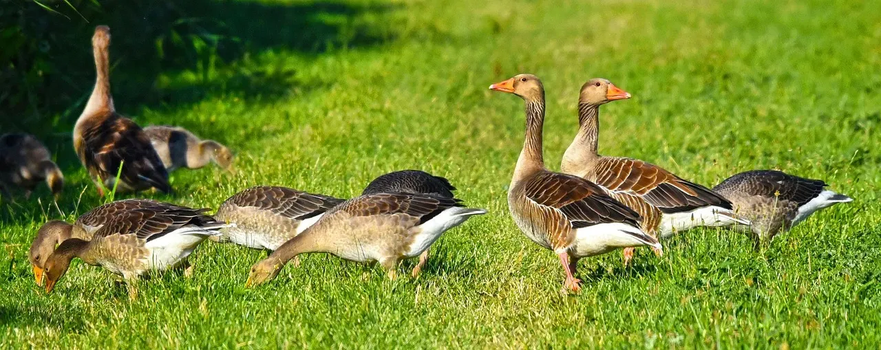 #8: Greylag Geese Demonstrate Transitive Reasoning (Image Credits: Pixabay)