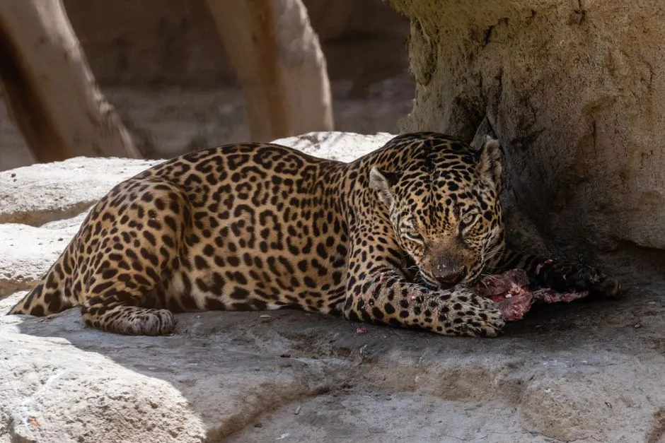 Their jaws were built to crack shells and skulls other predators can't touch (Image Credits: Pexels)