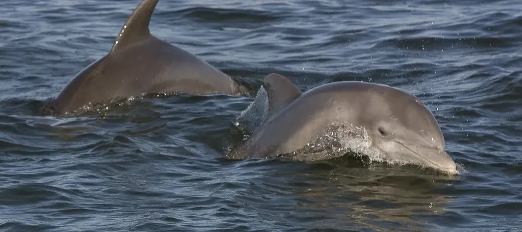 #2: Every Dolphin Has Its Own Name (chaunceydavis818, Flickr, CC BY 2.0)