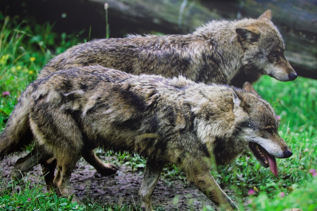 The Pack Dynamics That Change Everything (Image Credits: Rawpixel)