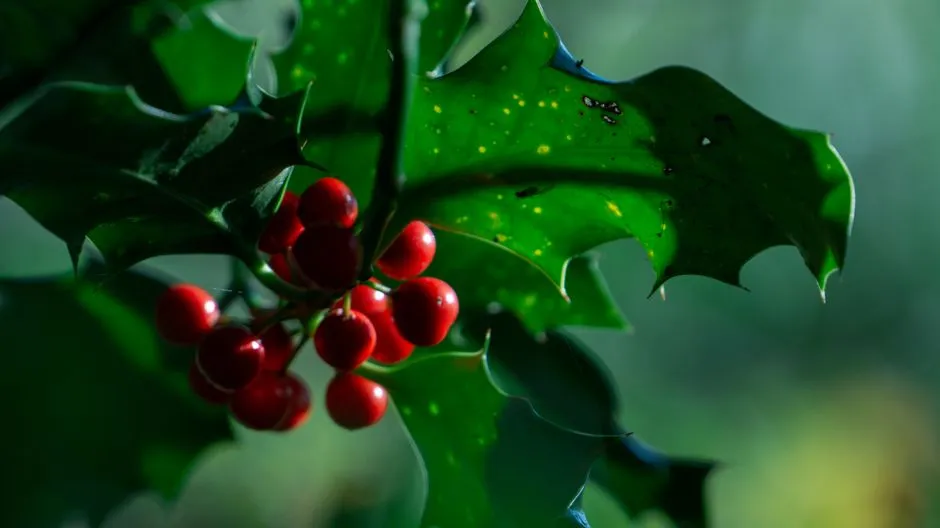 #6 - American Holly (Ilex opaca): The Year-Round Security System (Image Credits: Pexels)