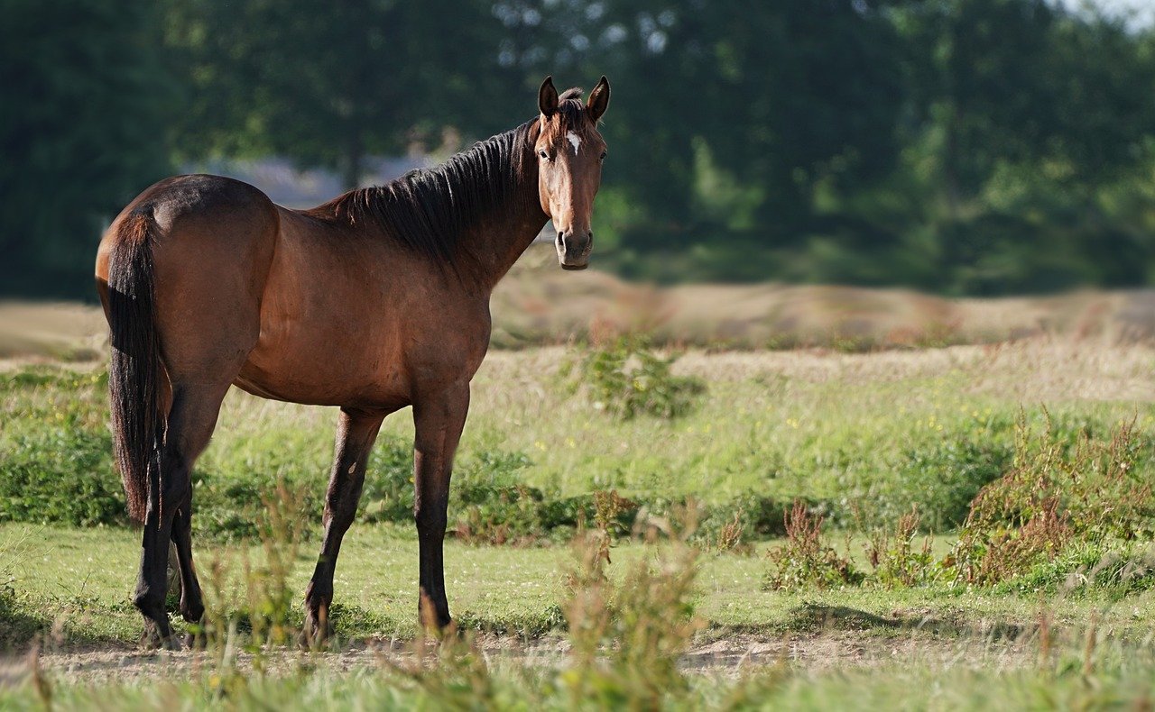 The Proud Spirit: Dignity and Self-Respect (Image Credits: Pixabay)