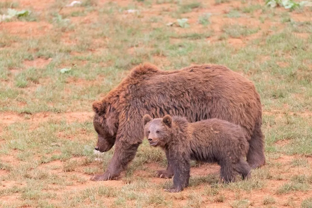 Bear Cubs Emerge Tiny as Chipmunks (Image Credits: Unsplash)