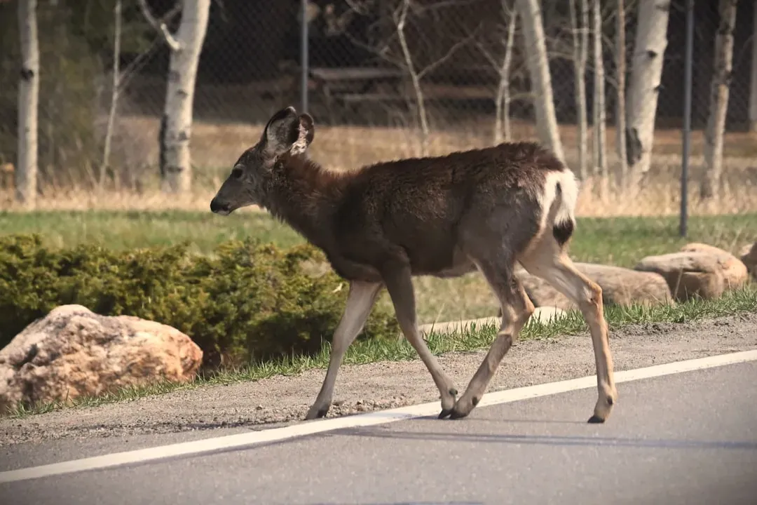 Respecting the Animal Keeps Everyone Safer (Image Credits: Unsplash)