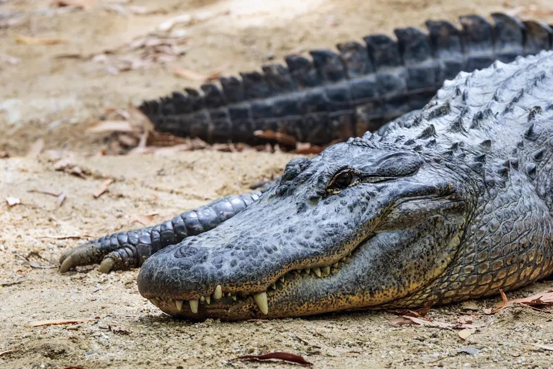 The Southeast: The American Alligator as a Conservation Model (Image Credits: Unsplash)