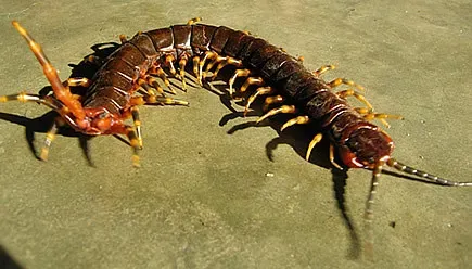 7. The Amazonian Giant Centipede (Scolopendra gigantea) (Image Credits: Flickr)
