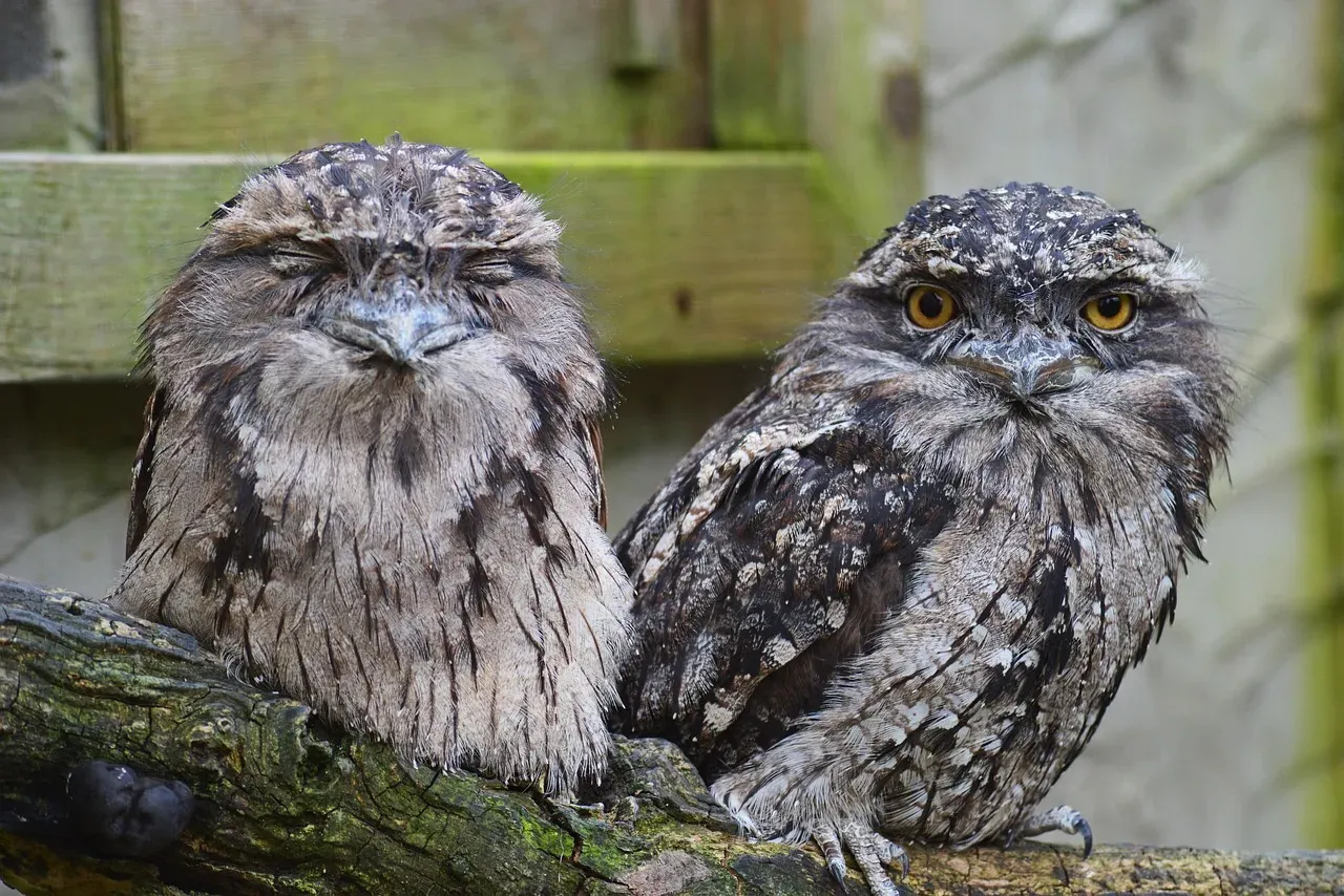 7. Frogmouth: The Master of Disguise (Image Credits: Pixabay)