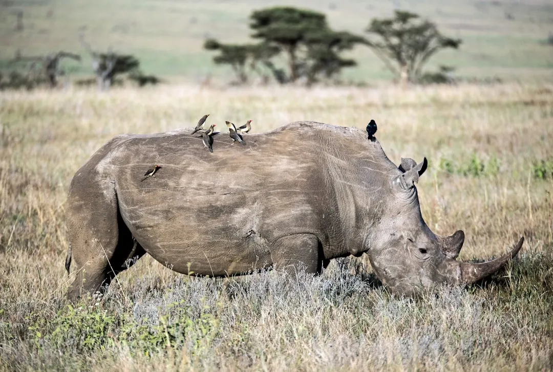 #3 Oxpeckers and Large Mammals: Living Alarm Systems (Image Credits: Unsplash)