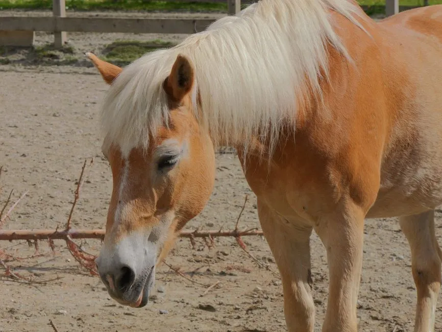 Haflinger: Cheerful, Smart, and Deeply Attached to “Their” Person (Image Credits: Pexels)