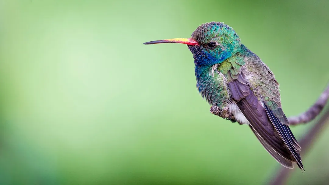 #15 - Choosing Safer Night Roosts and Staging Spots (Image Credits: Unsplash)