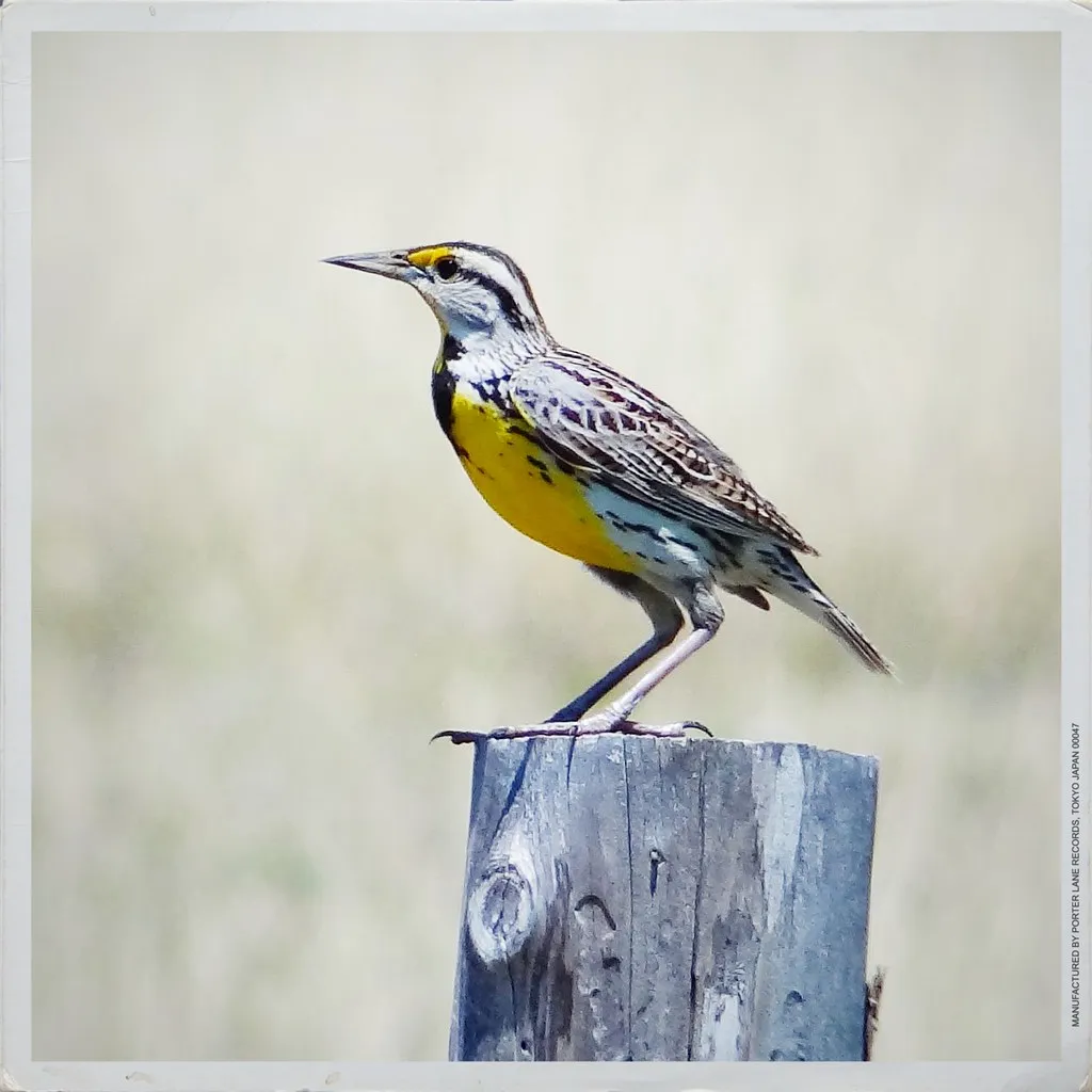 #16 - Eastern Meadowlarks Have Disappeared From Hayfields (Jay Phagan, Flickr, CC BY 2.0)