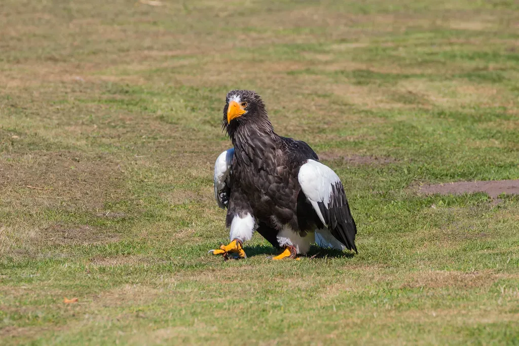 2. Steller's Sea Eagle - The Heavyweight Champion (Infomastern, Flickr, CC BY-SA 2.0)