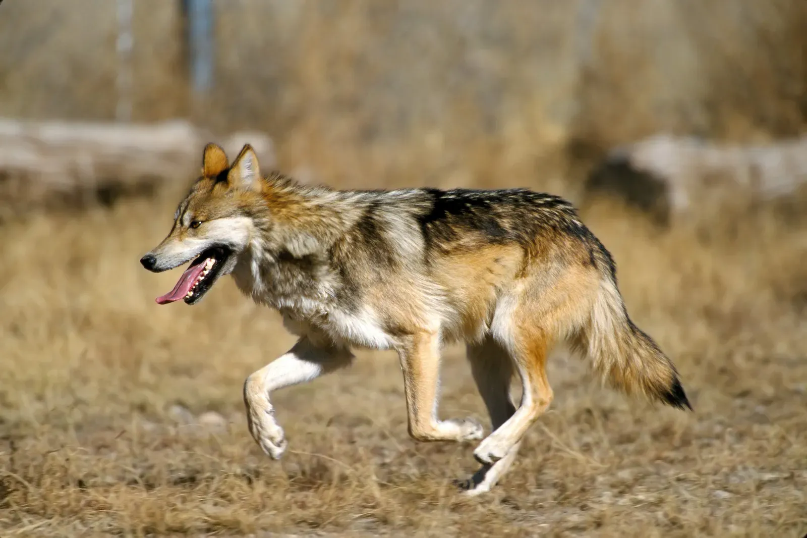 Virgo (August 23 &ndash; September 22): The Mexican Gray Wolf (Transferred from en.wikipedia to Commons by Innotata using CommonsHelper.(Original text: [1]. Edit to reduce noise, improve contrast and adjust levels by Yummifruitbat.), Public domain)
