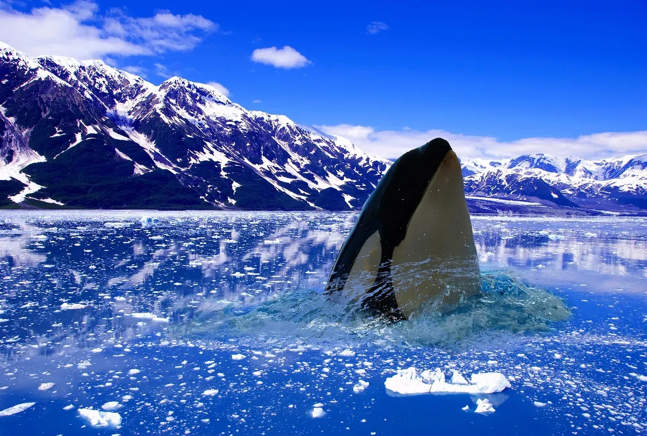 They're Facing Critical Threats to Their Survival (Image Credits: Pixabay)